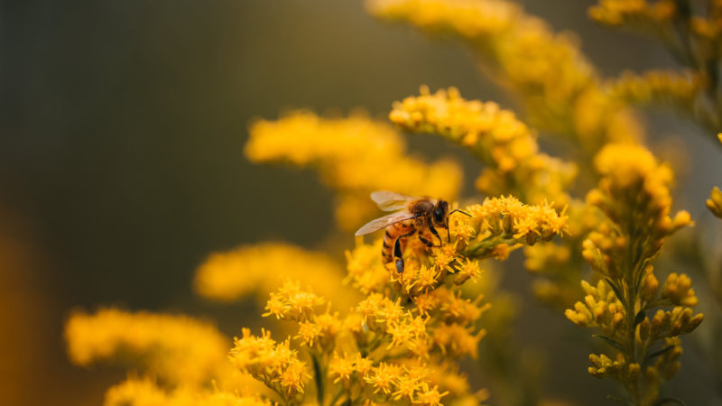 corporate film abeille